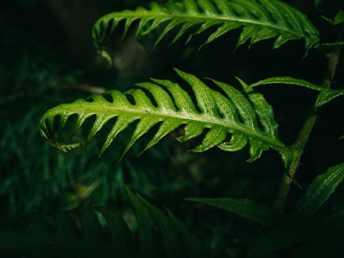 Close-Up Shot of Fern Leaves