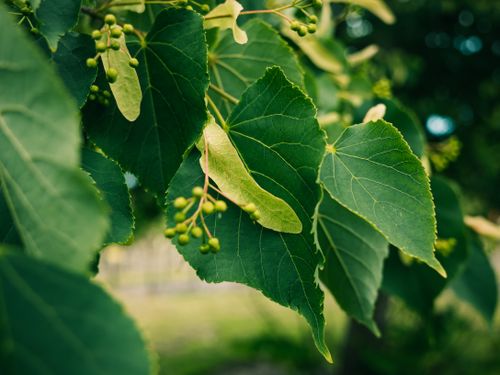 Free Detailed close-up of vibrant green tree leaves with small buds in a natural outdoor setting. Stock Photo