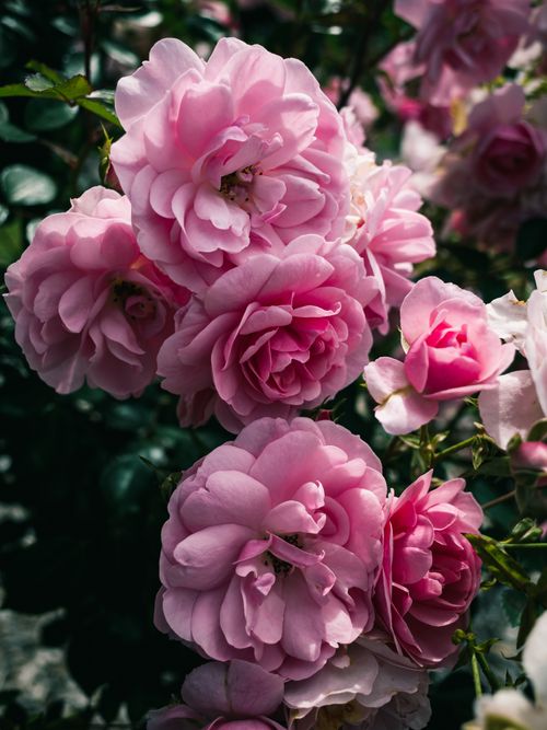 Free A beautiful cluster of pink roses in full bloom, showcasing delicate petals in a lush garden setting. Stock Photo