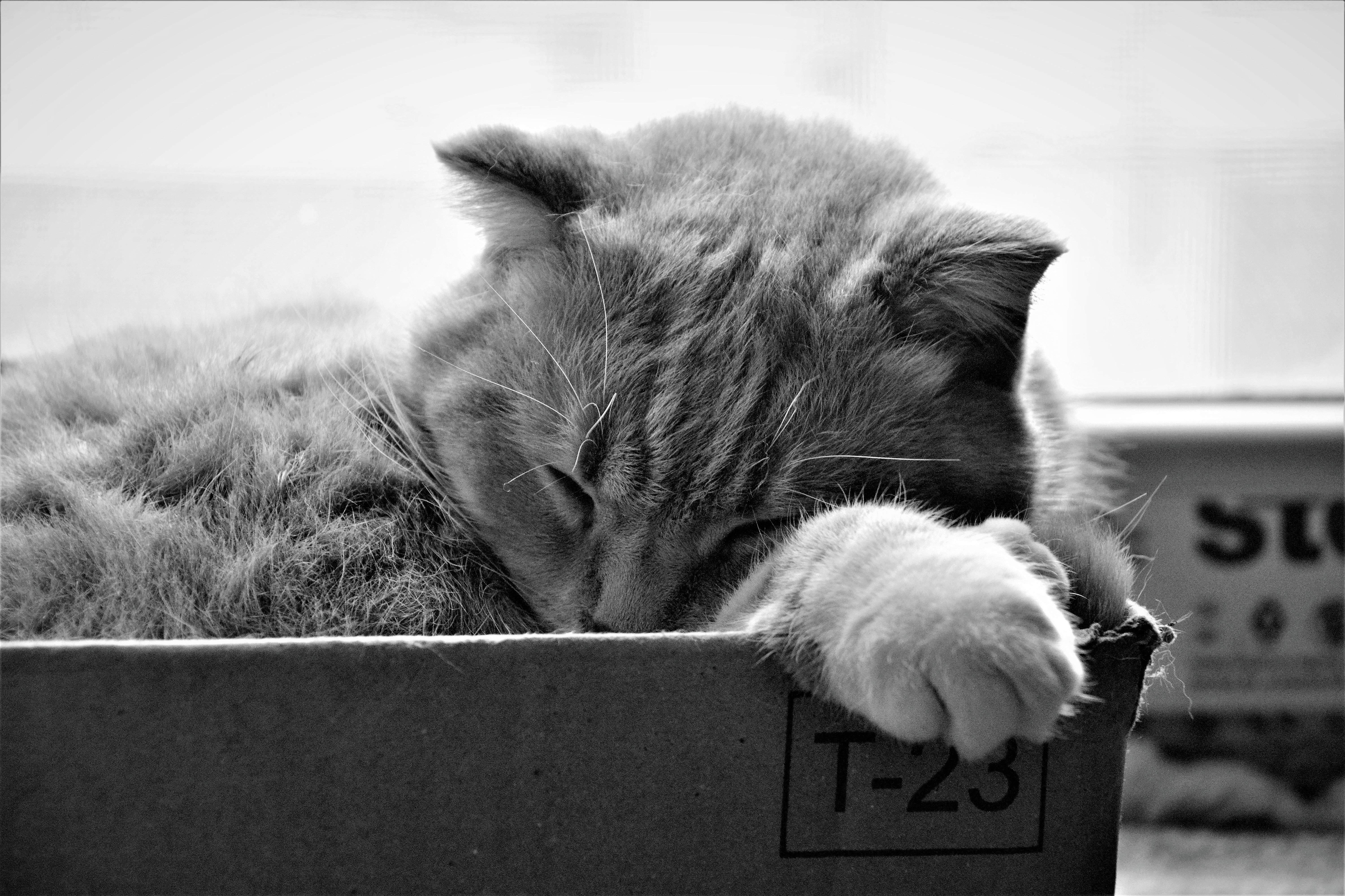 Scientific Guide to Choosing a Cat Litter Box: Behavior & Hygiene Management