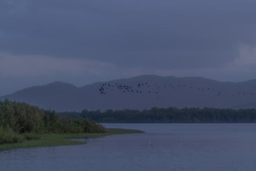 Foto profissional grátis de birds flying, blue, lake