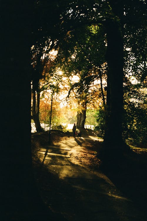 Silhouetted Trees and Walkway in a Park with Bright Sun Shining between the Branches 