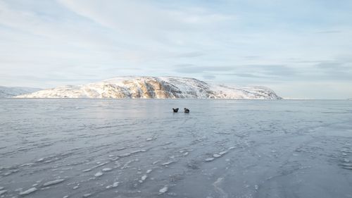 Free Two seals resting on the ice-covered sea with snowy mountains in the background. Stock Photo