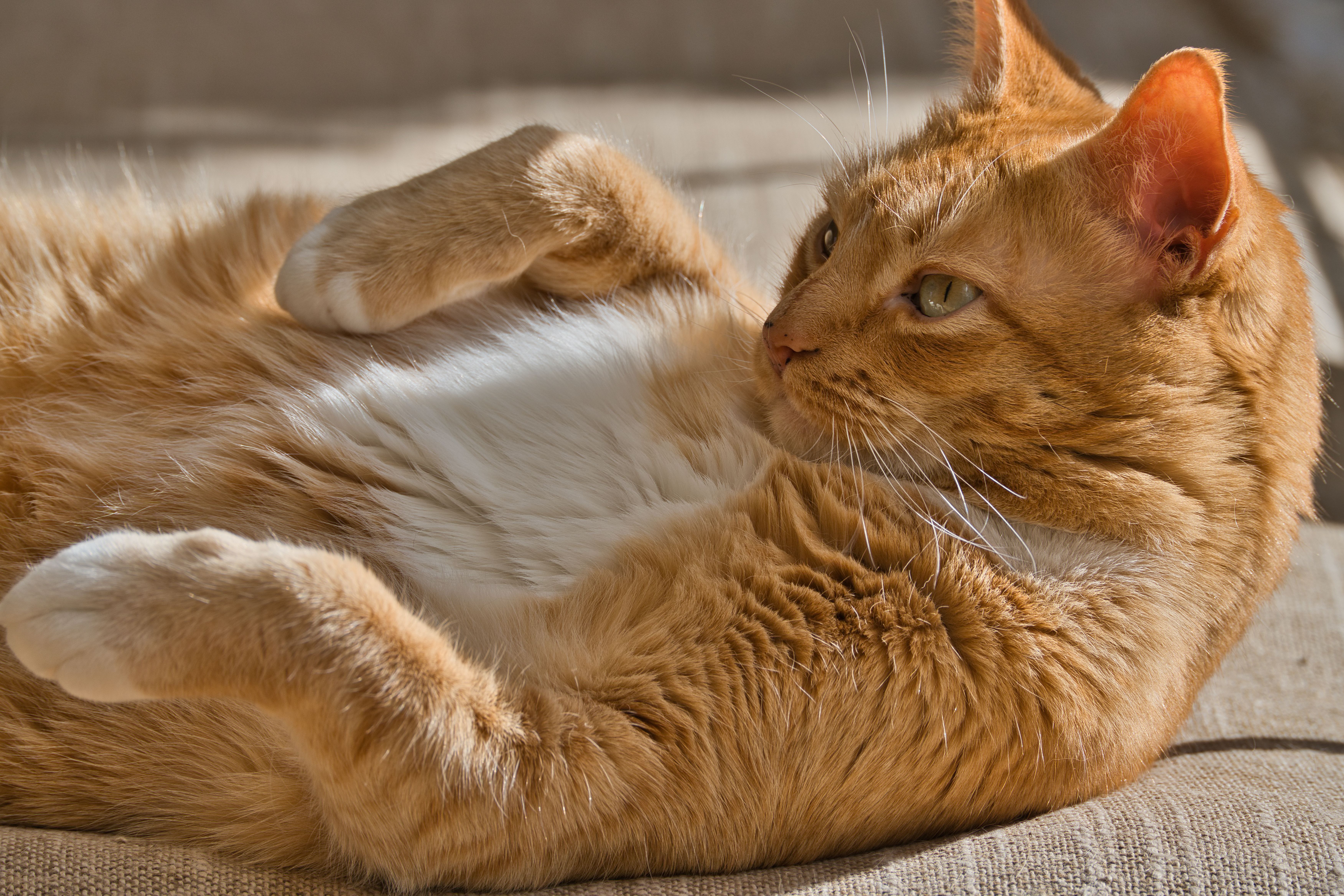 An Orange Tabby Cat Lying on Front · Free Stock Photo
