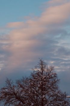 A tranquil winter scene featuring barren trees covered in snow against a cloudy sky.