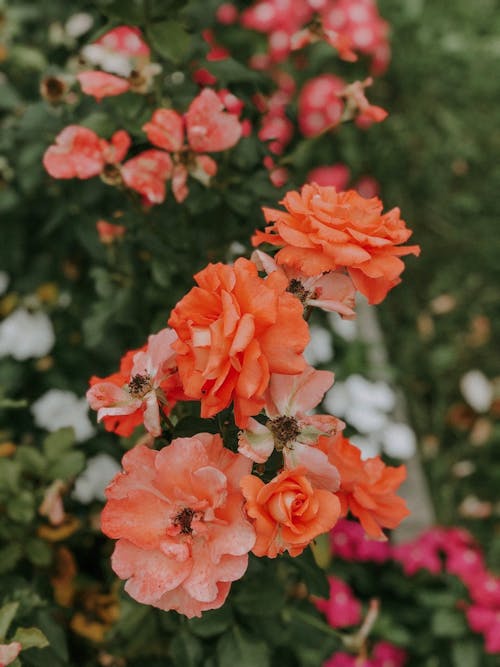 Foto d'estoc gratuïta de flors, fons de pantalla per al mòbil, fresc