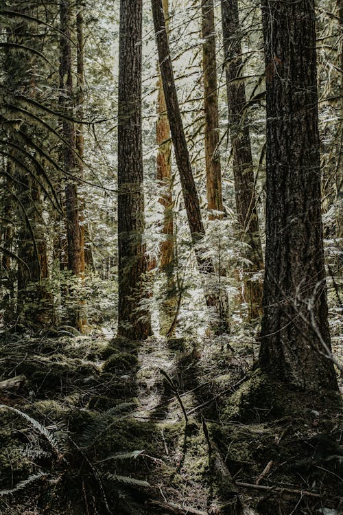 Coniferous Forest in Summer