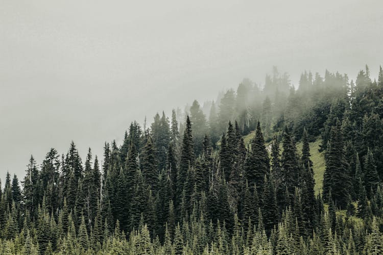 Green Trees In The Mountains