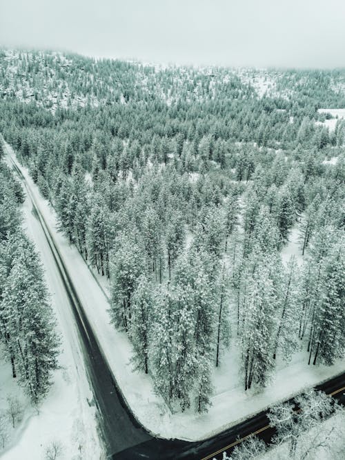 Aerial View of Trees During Winter