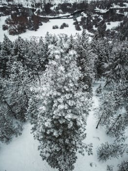 Drone shot of a snow-covered forest with pine trees in winter, captured from above.