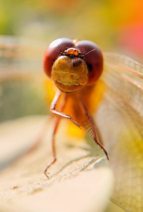 Foto profissional grátis de animais selvagens, entomologia, fechar-se