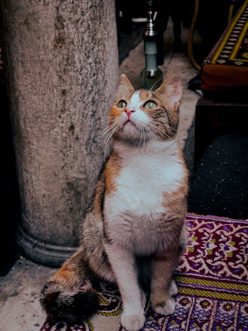 A Tricolor Cat Sitting and Looking Up 