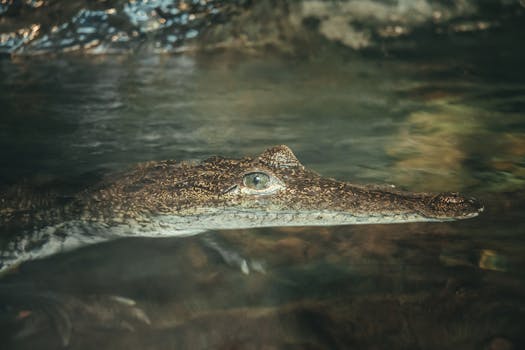 鳄鱼在水中游泳的细节图，清晰展现了它的眼睛和皮肤纹理