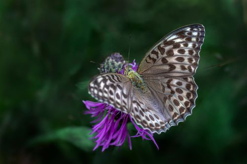 Free Close-up of a Lesser Marbled Fritillary butterfly on a vibrant purple flower. Stock Photo