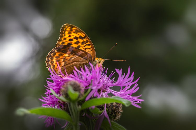 Butterfly On Flower