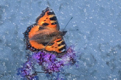 Close up of Orange Butterfly