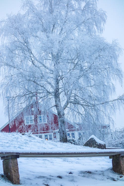 A Snow Covered Ground with Tree Near the House