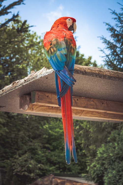 Scarlet Macaw Empoleirado Em Uma Placa De Madeira Marrom