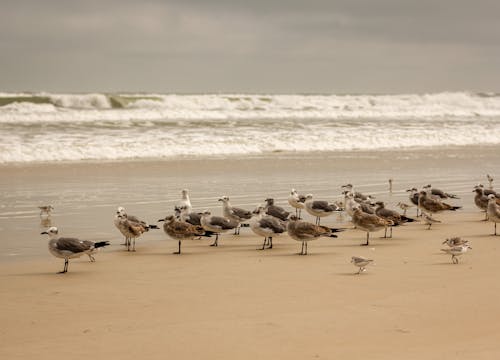 A Flock of Birds on the Shore 