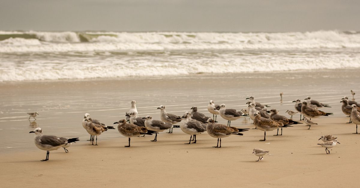 A flock of seagulls gathered on the sandy shore of Daytona Beach, Florida.