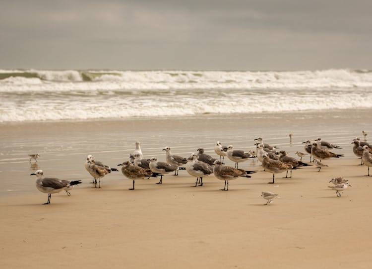 A Flock Of Birds On The Shore 