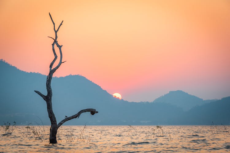 Tree In Water At Sunset