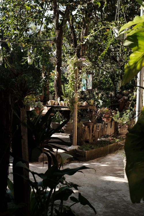 Free A tranquil garden scene with lush greenery and dappled sunlight creating a serene atmosphere. Stock Photo