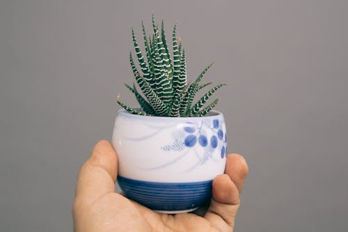 斑馬蘆薈植物與白色和藍色的陶瓷花瓶