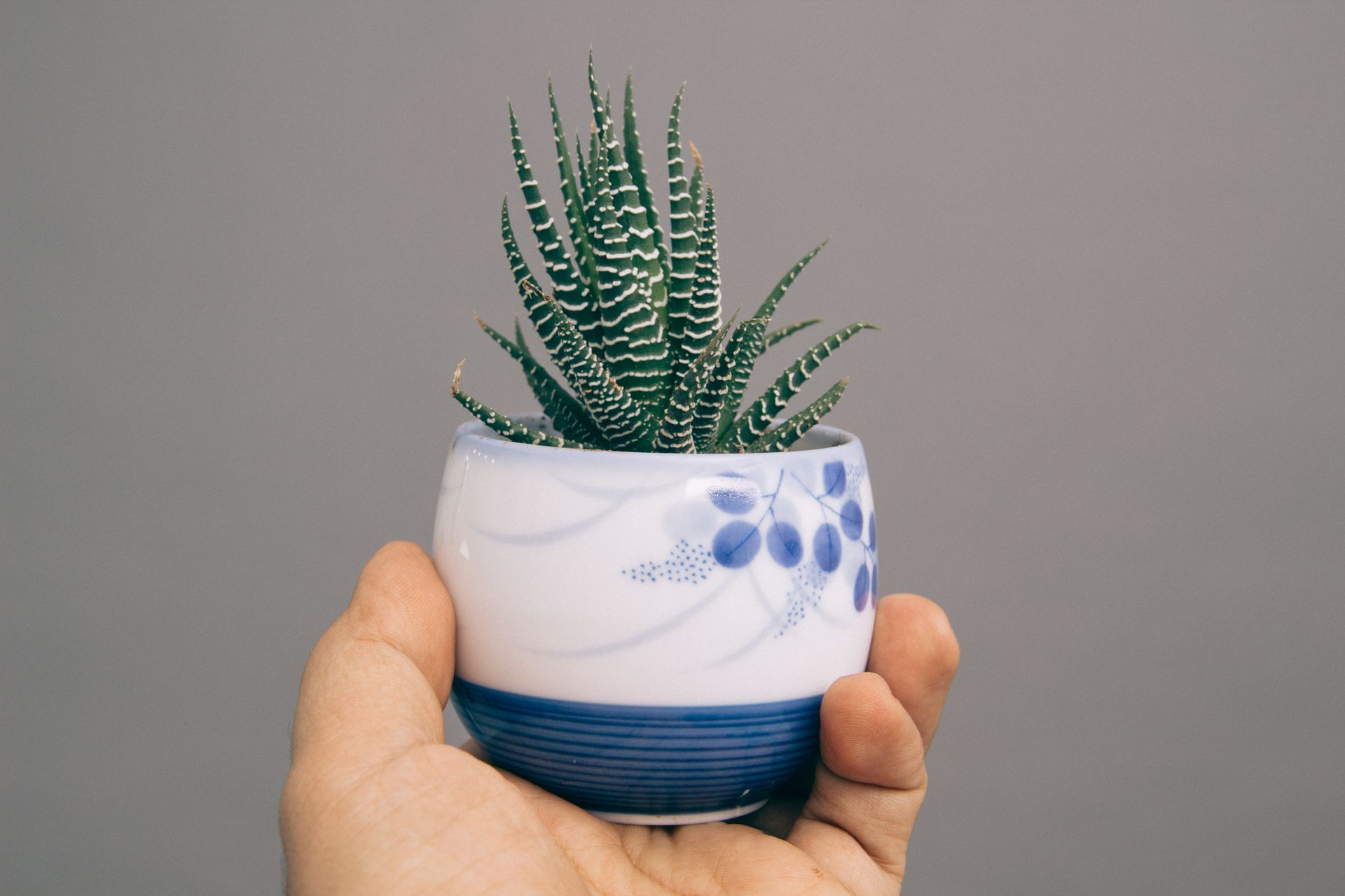 A hand holding a small succulent plant in a decorative blue and white pot.