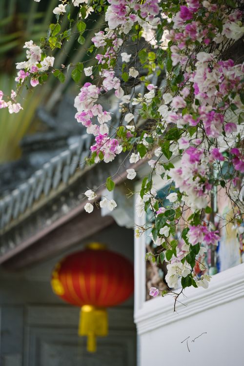 Free Vibrant pink and white flowers with traditional red Chinese lanterns hanging in spring ambiance. Stock Photo