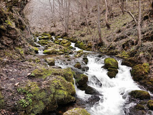 Rocks on Stream in Forest