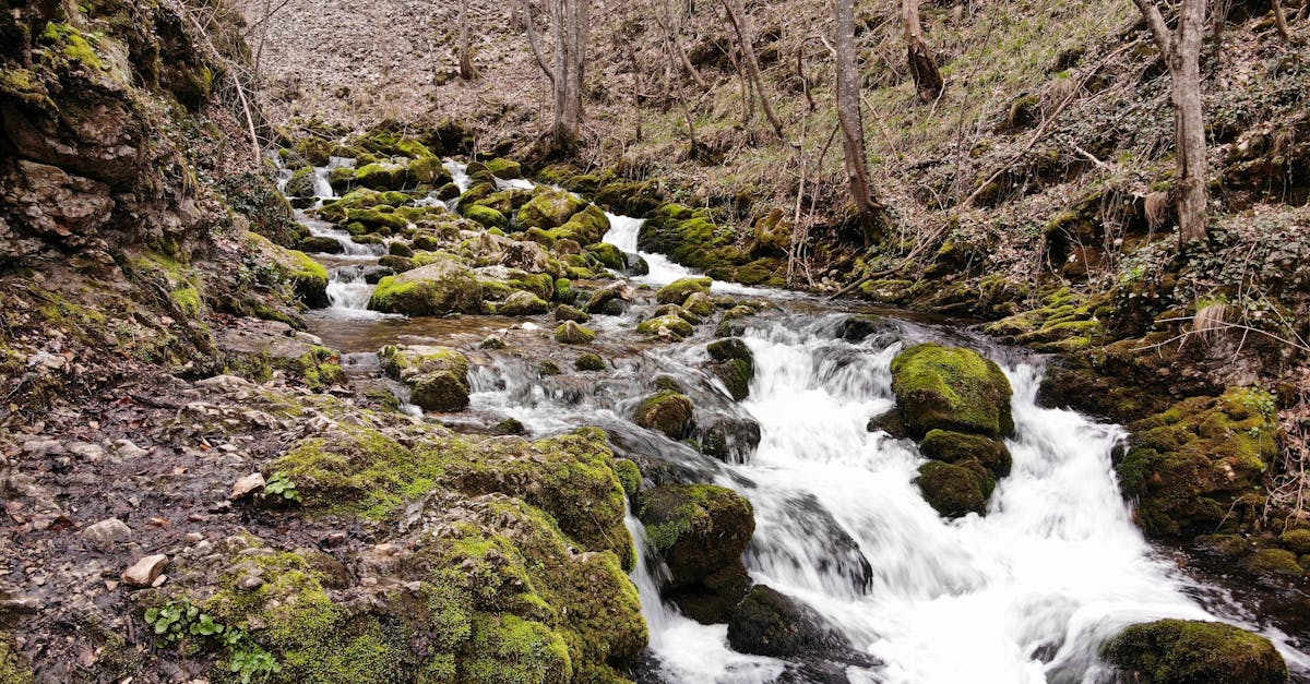 Rocks on Stream in Forest · Free Stock Photo