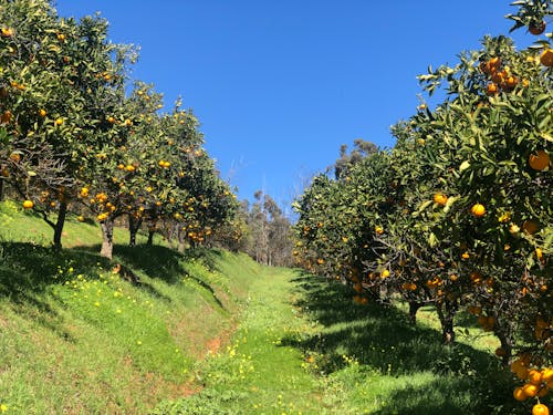 Foto d'estoc gratuïta de agricultura, cítrics, creixement