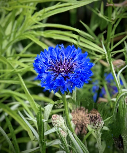 Free stock photo of blue, blue flower, cornflower