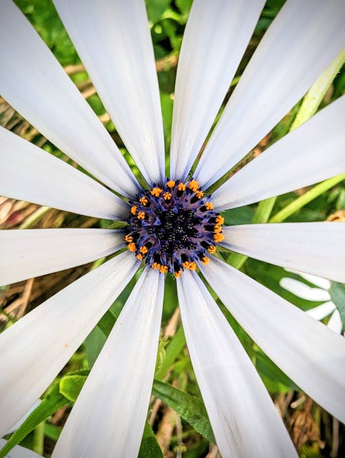 Free stock photo of daisy, flower, garden