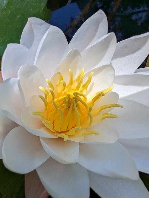 Free stock photo of close up, detail, lotus
