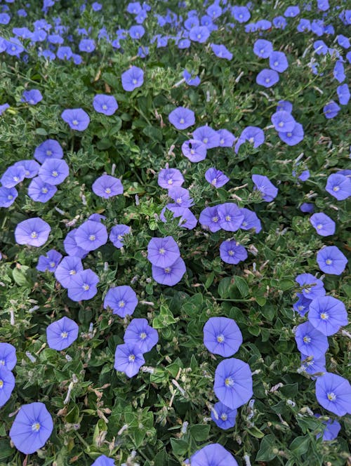Purple Flowers on Grass Field