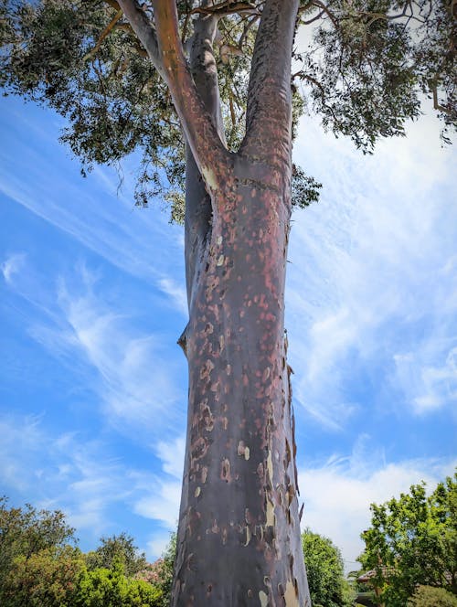 Free stock photo of clouds, eucalyptus, eucalyptus tree