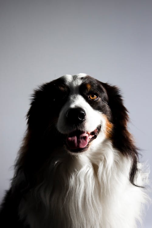 Kostenloses Stock Foto zu australischer hirte, hund, hundeportrait