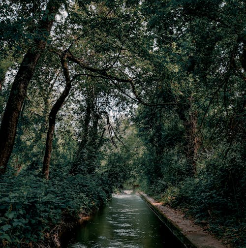 Fotos de stock gratuitas de al aire libre, arboles, cuerpo de agua