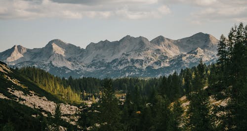 Evergreen Forest in Mountains