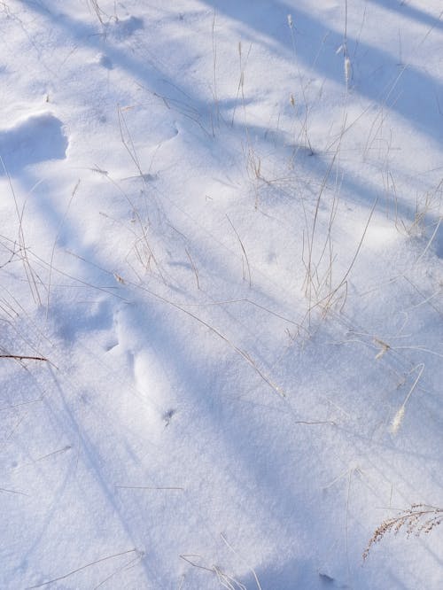Dry Grass Sticking out from under a Layer of Snow 