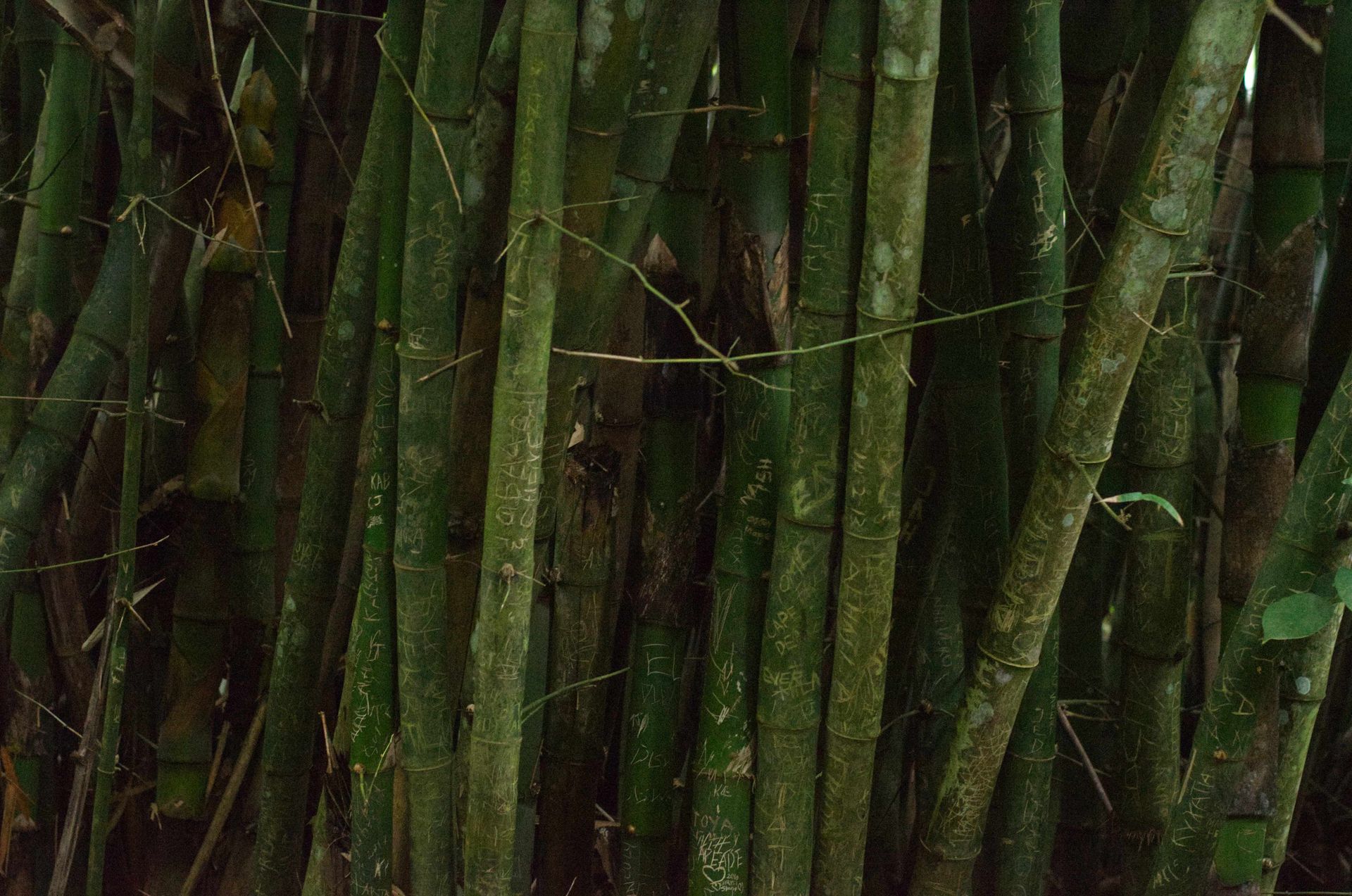 Detailed view of a bamboo grove with carved trunks in a tropical setting.