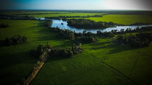 Foto profissional grátis de aerofotografia, árvores, campina