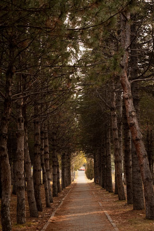 Imagine de stoc gratuită din arbori, caldarâm, culoar