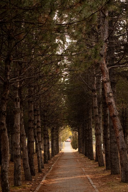 Free Discover a picturesque tree-lined path that invites you for a peaceful walk in nature. Stock Photo