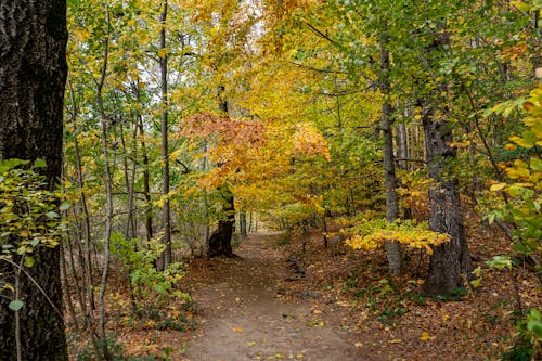 Photo of a Path Between Trees with Autumn Leaves