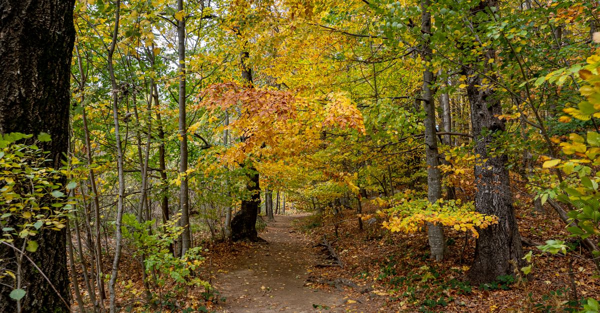 Path Between Tree Photo of a Path Between Trees with Autumn Leaves · Free Stock Photo