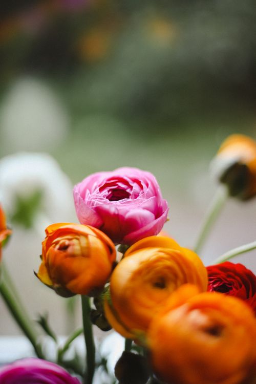 Free A close-up view of colorful ranunculus flowers blooming in spring. Stock Photo