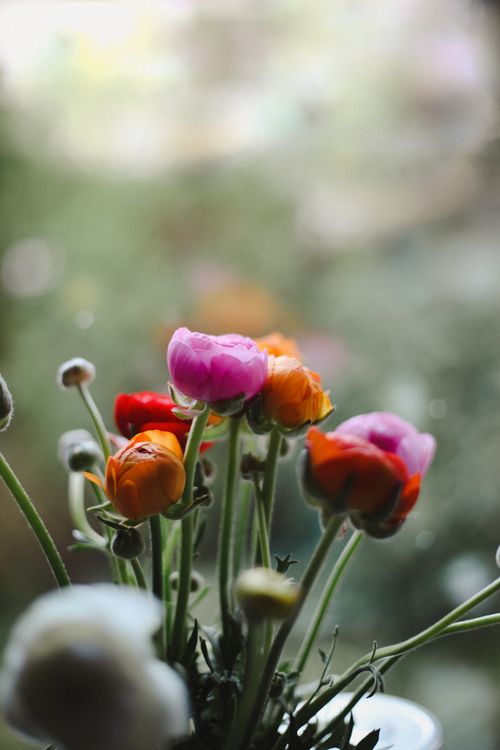Free A close-up of colorful ranunculus flowers in a soft, dreamy background, showcasing natural beauty. Stock Photo
